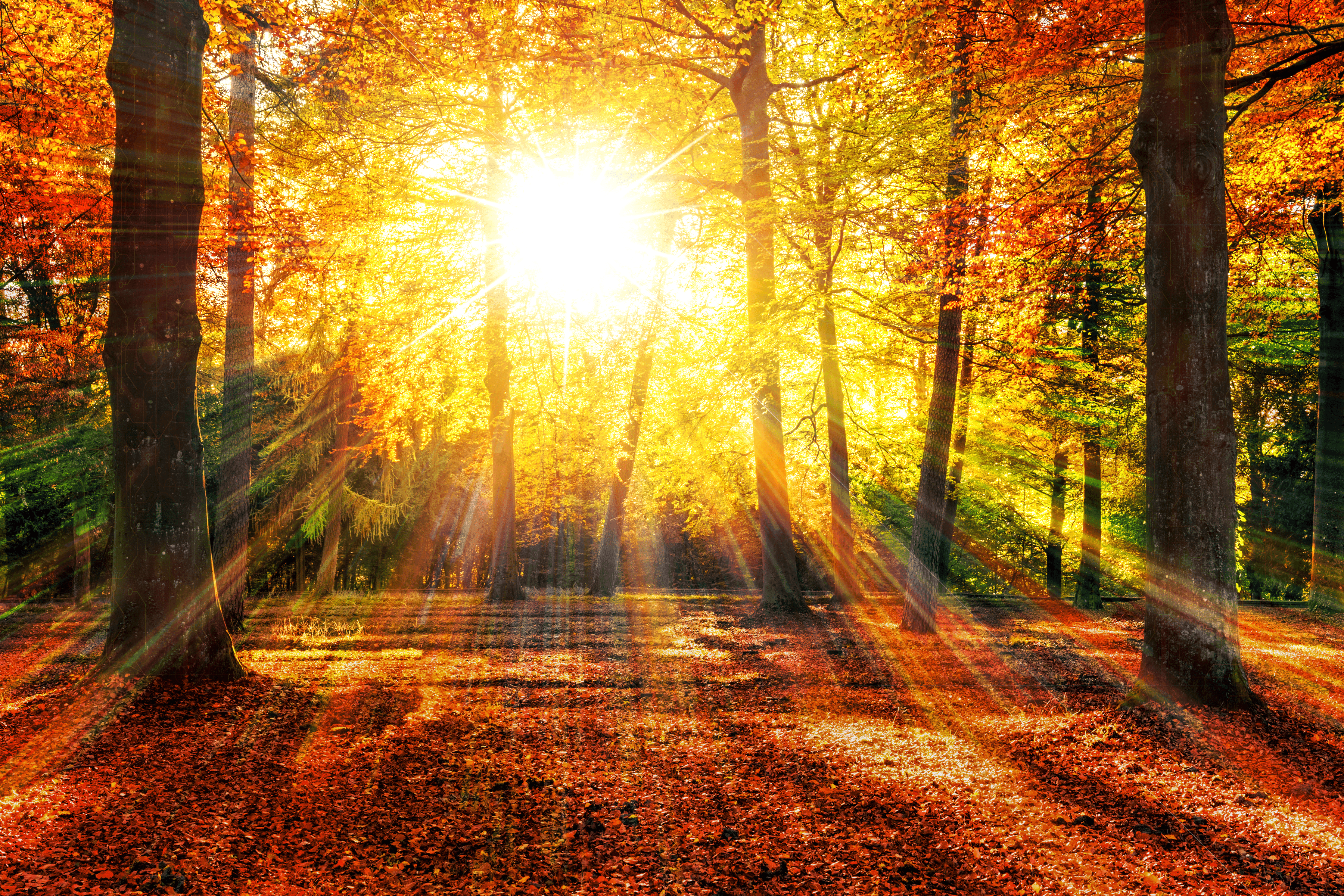 Fall landscape digital illustration